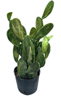 Prickly Pear Variegated Opuntia Cactus